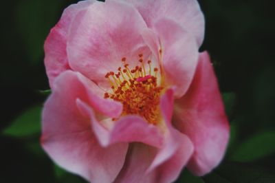 Macro shot of pink flower head