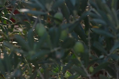 High angle view of plants growing on field