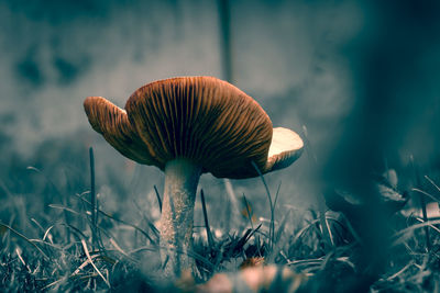 Close-up of mushroom growing outdoors