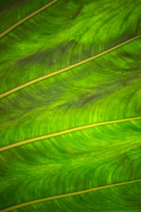 Full frame shot of green leaves