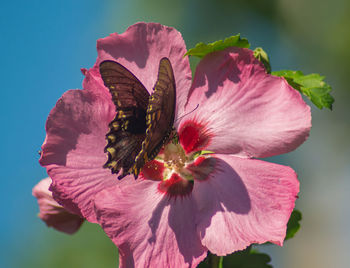 Close-up of pink flower