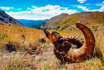 View of giraffe on field against mountain range