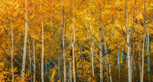 Pine trees in forest during autumn