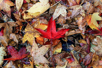 Close-up of maple leaves on tree during autumn