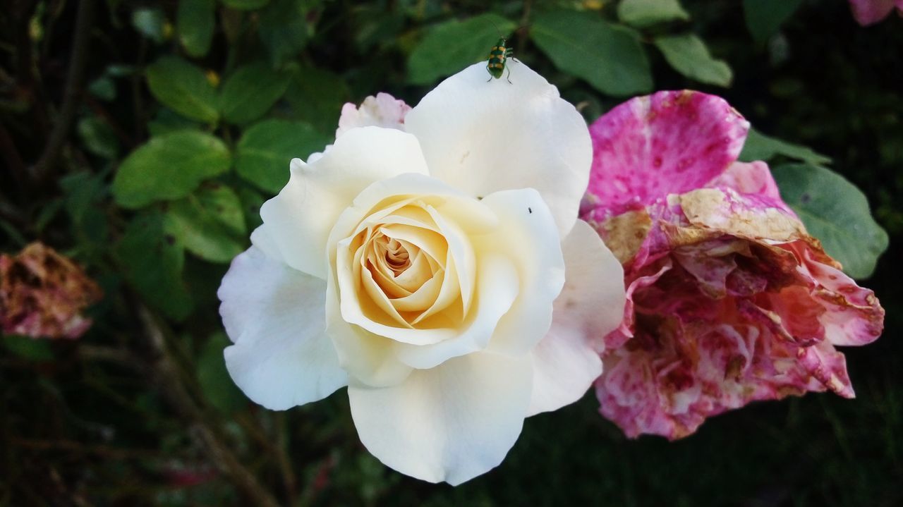 CLOSE-UP OF PINK ROSE FLOWER