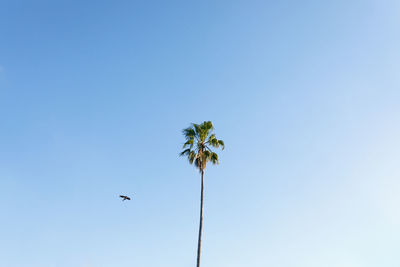 Low angle view of bird flying against blue sky