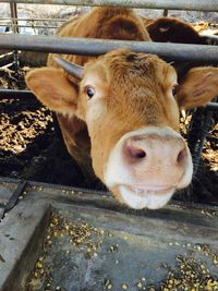 Close-up portrait of cow