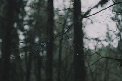 Low angle view of bare branch