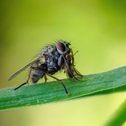 Close-up of fly on leaf
