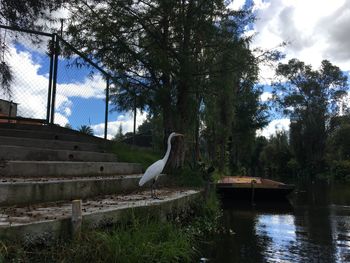 Bird perching on a lake