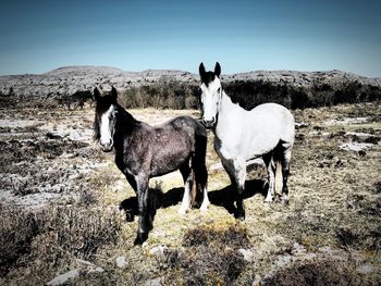 Horses on field