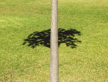 Shadow of tree on field