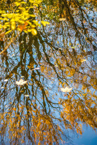 Low angle view of trees against sky