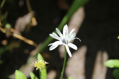 Close-up of white flowering plant