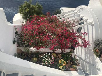 High angle view of flowering plants by building