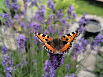 Close-up of butterfly on flower