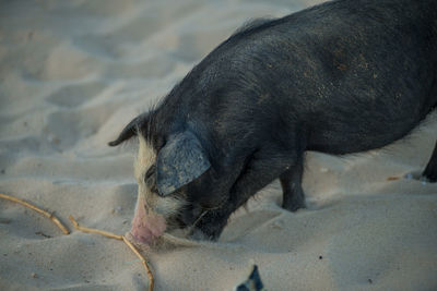 Close-up of pig on field