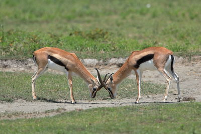 Deer in a field