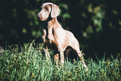 View of dog on field