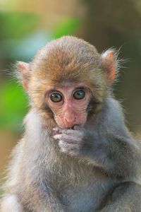 Close-up of a baby monkey