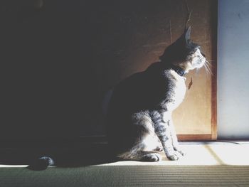 Cat sitting on floor