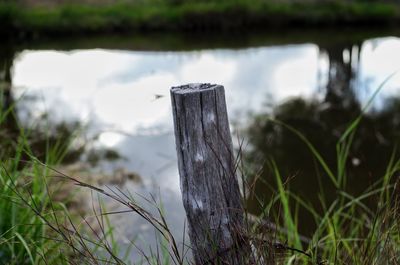 Close-up of wooden post in river