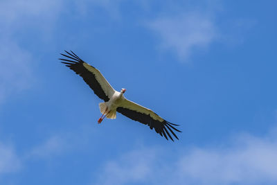 Low angle view of bird flying in sky