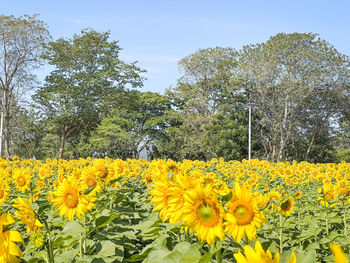 Yellow flowering plants on field against sky