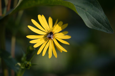 Close-up of insect on yellow flower