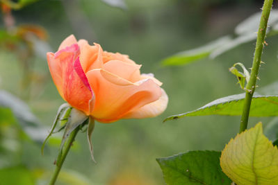 Close-up of rose plant