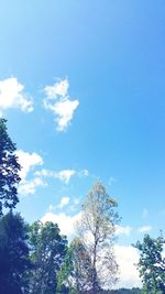 Low angle view of trees against blue sky