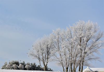 Low angle view of bare trees against sky