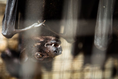 Close-up of flying fox in asian animal market, bat is the carrier of coronavirus 