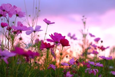 Close-up of pink flowers blooming in field