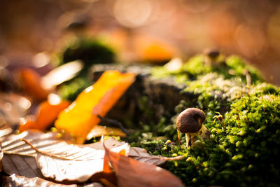 Close-up of mushroom in forest bed