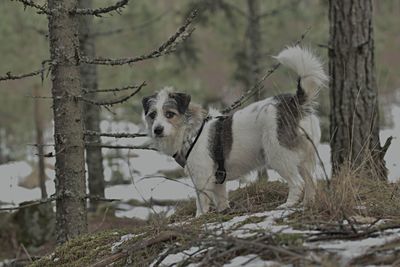 Dog running on field