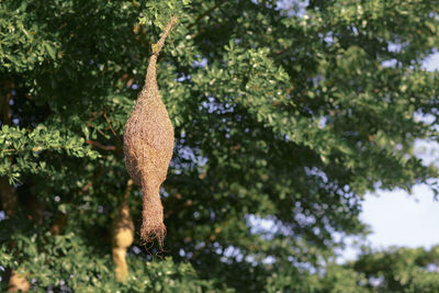 Empty weaver bird nest hanging on branch of tree and green leaves in nature of thailand.