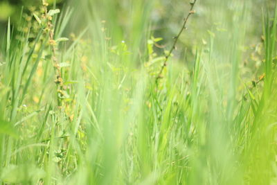 Full frame shot of crops growing on field