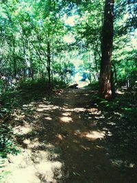 Trees in forest