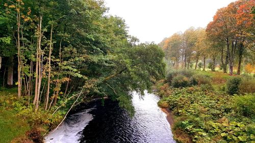 Scenic view of river amidst trees in forest