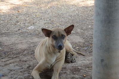 High angle portrait of dog standing on land