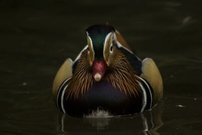 Close-up of food on table