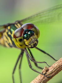 Close-up of dragonfly on plant