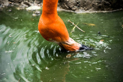 Close-up of duck swimming in lake