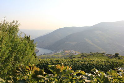 Scenic view of field against clear sky