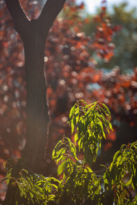 Close-up of fresh green leaves on tree trunk