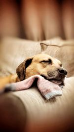 Close-up of dog sleeping