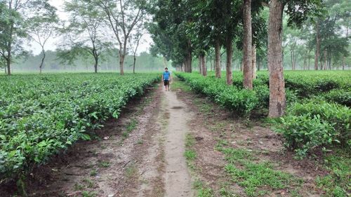 Rear view of person walking on footpath amidst field