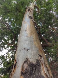 Low angle view of trees in forest