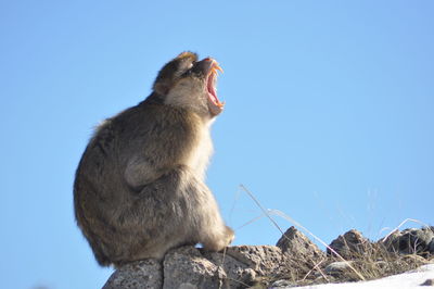 Close-up of monkey sitting on rock against clear sky